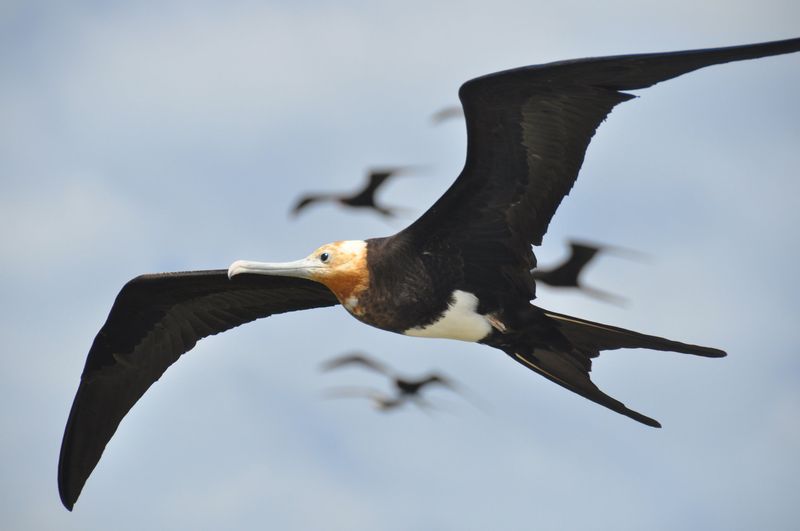 Great Frigatebird