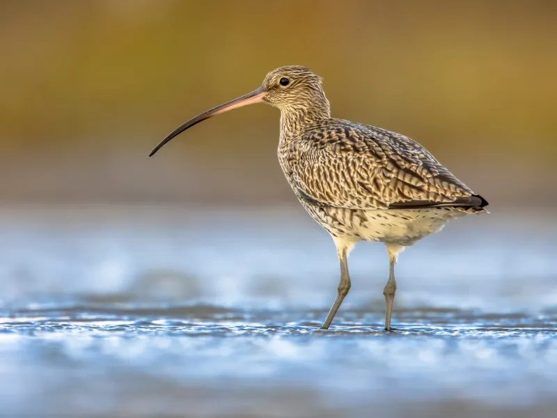 The World May Never See This Bird Again