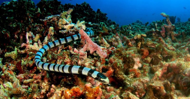 Pacific Islands: Sea Snake