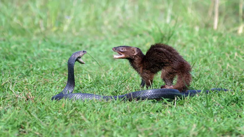 Mongoose