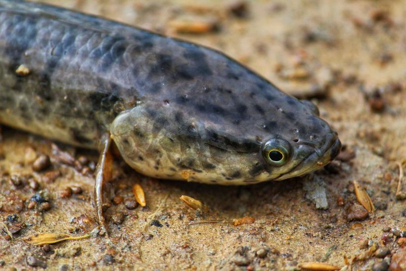Northern Snakehead: The Fish That Walks on Land
