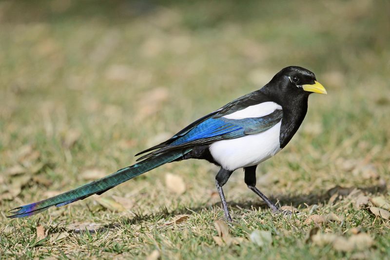 Yellow-billed Magpie