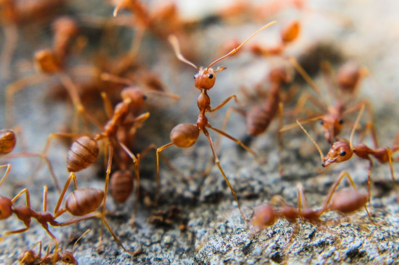 Red Imported Fire Ants: Tiny Terrors with Painful Stings