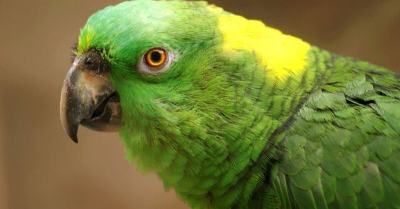 Yellow-Naped Amazon – The Vocal Virtuoso