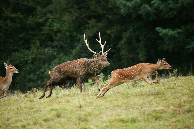 Red Deer + Sika Deer