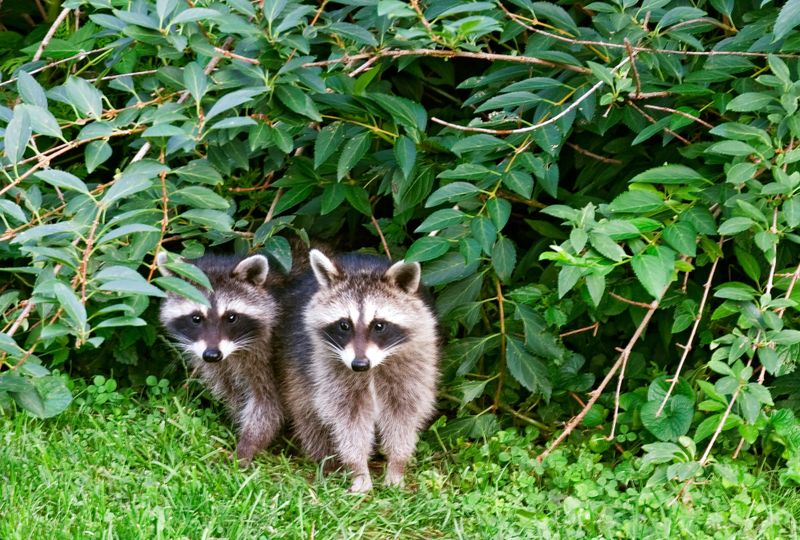 Shallow Graves Invite Unwanted Visitors