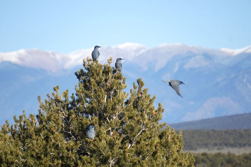 Higher Elevation Moves Offer Limited Relief