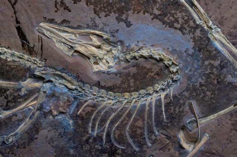 Ground-Dwelling Wasn't Rare For These Flyers