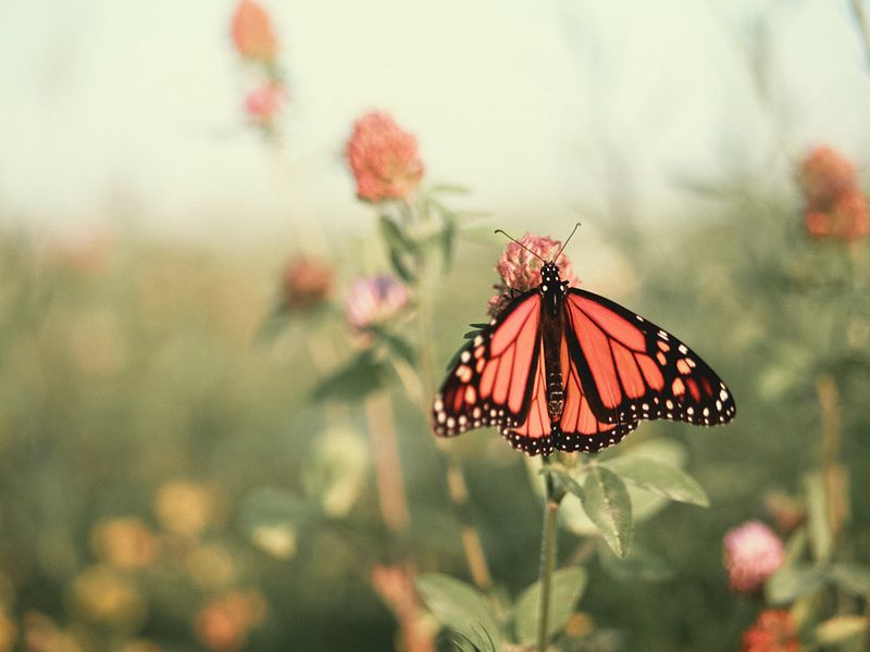 Citizen Science Programs Track The Massive Migration
