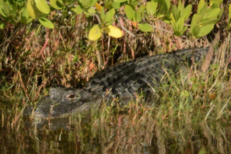 Merritt Island National Wildlife Refuge, Florida