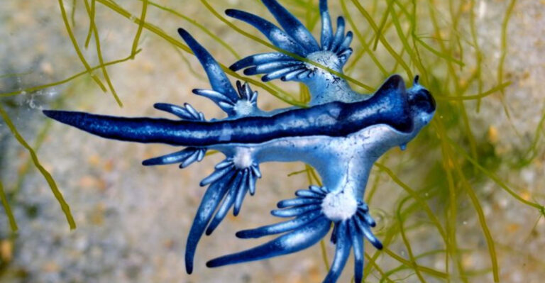 Everything You Need To Know About Blue Dragons