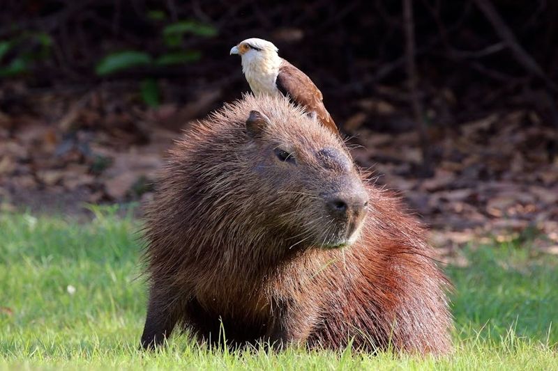 They're The World's Largest Rodents