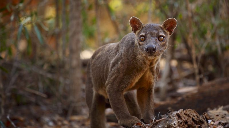 Not Cats, Not Mongooses – Just Unique