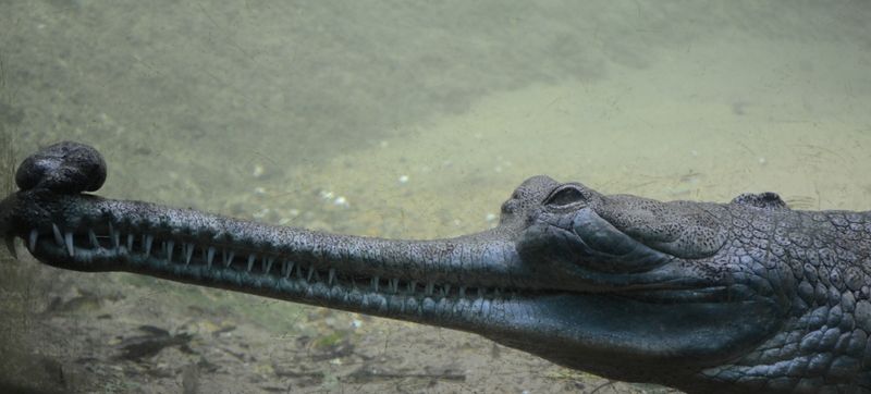 What Makes Gharials So Unique: The Crocodilian With A Twist