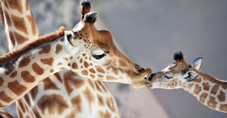 Everything You Need To Know About Giraffes