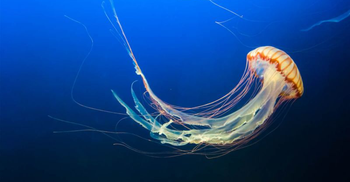 Everything You Need To Know About Jellyfish