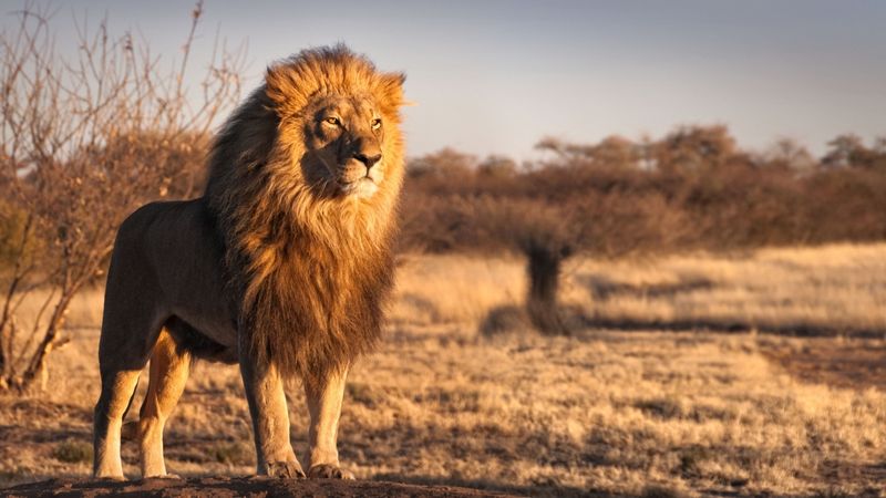 Kings Of The Savanna