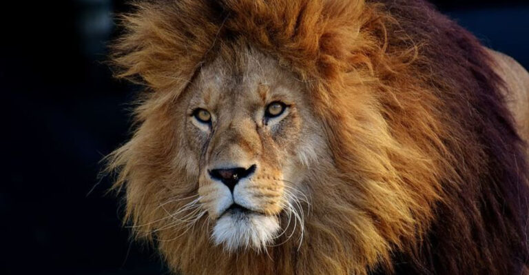 Everything You Need To Know About Lions