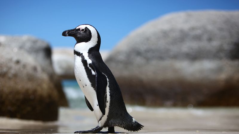 Not All Penguins Live In Antarctica