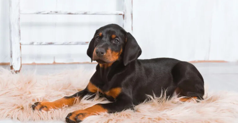 Everything You Need To Know About Raising A Doberman Puppy Like A Pro