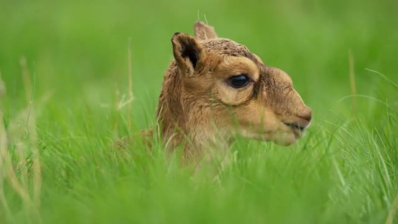 Trunk-like Noses For Extreme Survival