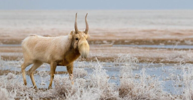 Everything You Need To Know About Saiga Antelopes