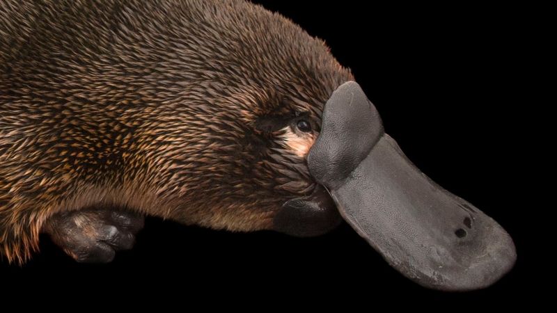 What Is A Platypus?