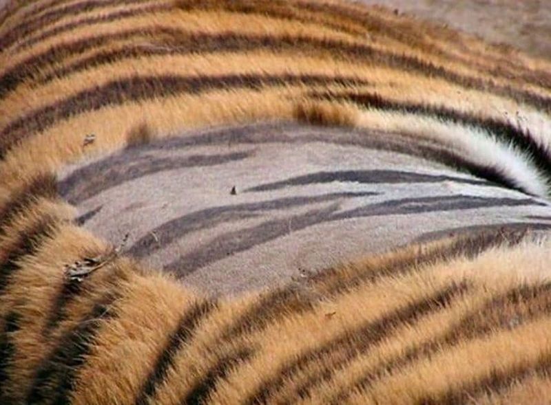No Two Tigers Have Identical Stripes