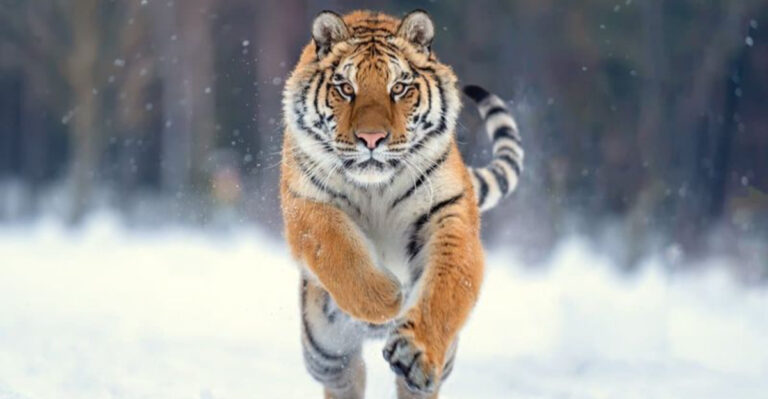 Everything You Need To Know About Tigers