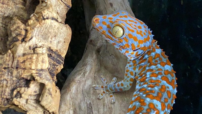 Two Sound Channels In One Tiny Reptile