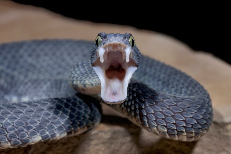 Predator-Prey Relationship Clues