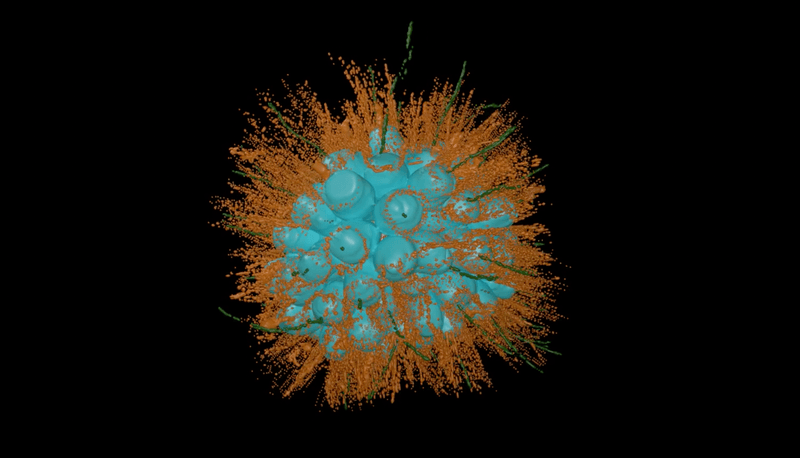 Choanoflagellates As A Key To Understanding Evolution
