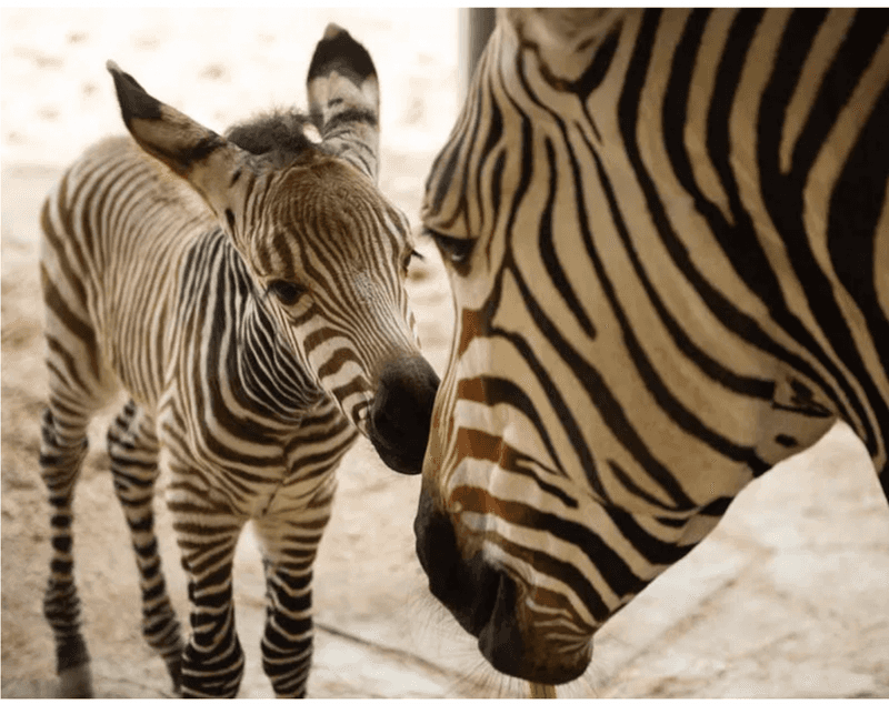 Baby Zebras Imprint On Mom's Stripes