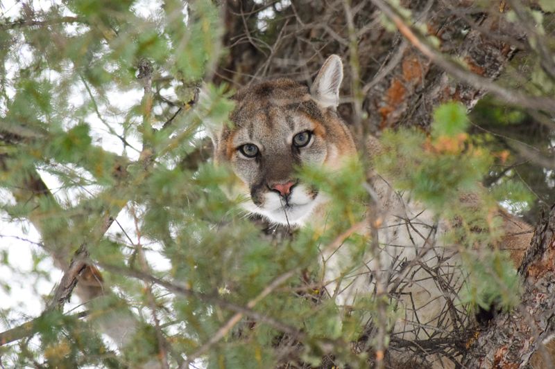 Deer Dominate Their Diet