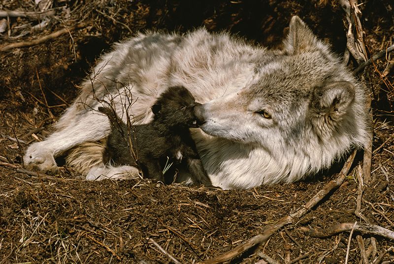 Successful Breeding Patterns