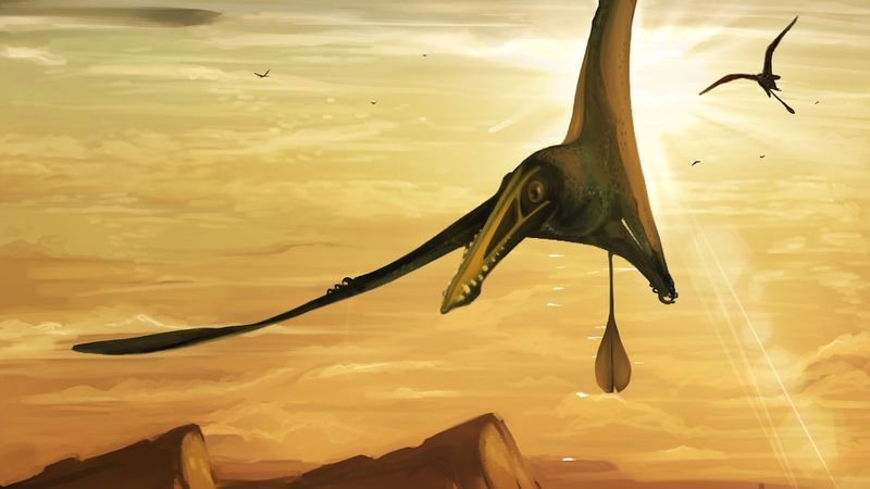 Pterosaur Vision Revealed By CT Scan Technology