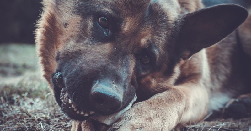 Destructive Chewing Habits