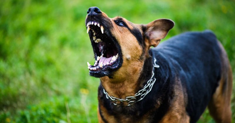 Aggressive Behavior