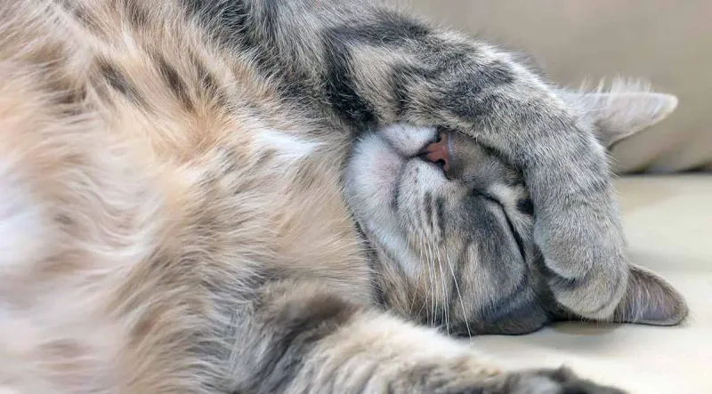 Frequent Startling From Sleep