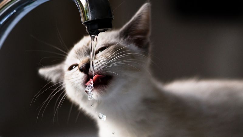 Increased Water Consumption