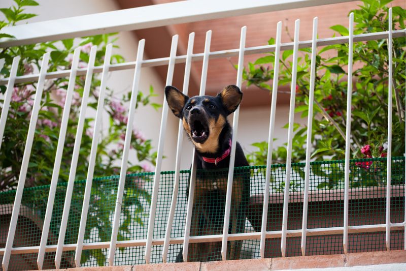 Whining Or Barking Excessively