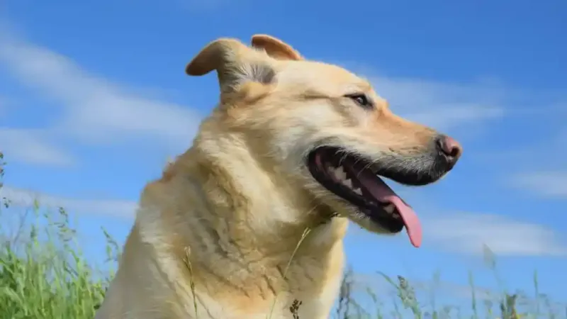 Breed-Specific Rescues Only