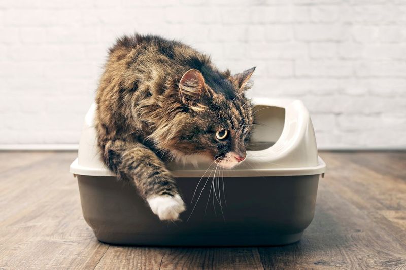 Laxatives And Stool Softeners