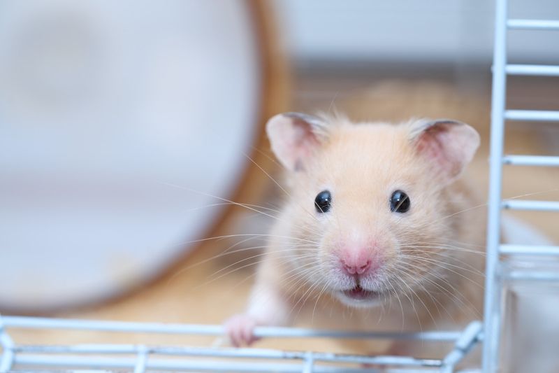 Stress Shortens Hamster Lives