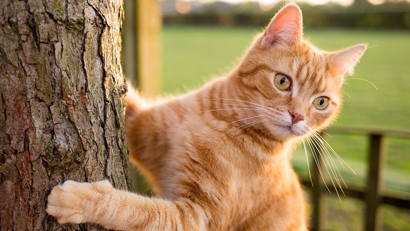 Instinct Fulfillment Makes Happier Cats