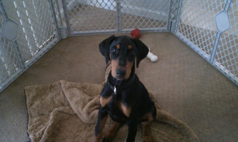 Crate Training For Security And Safety