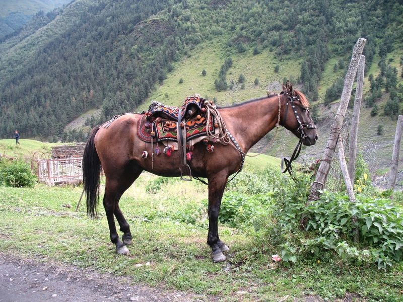 Tushuri Horse: Caucasus Mountain Master