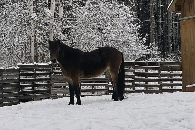 Newfoundland Pony