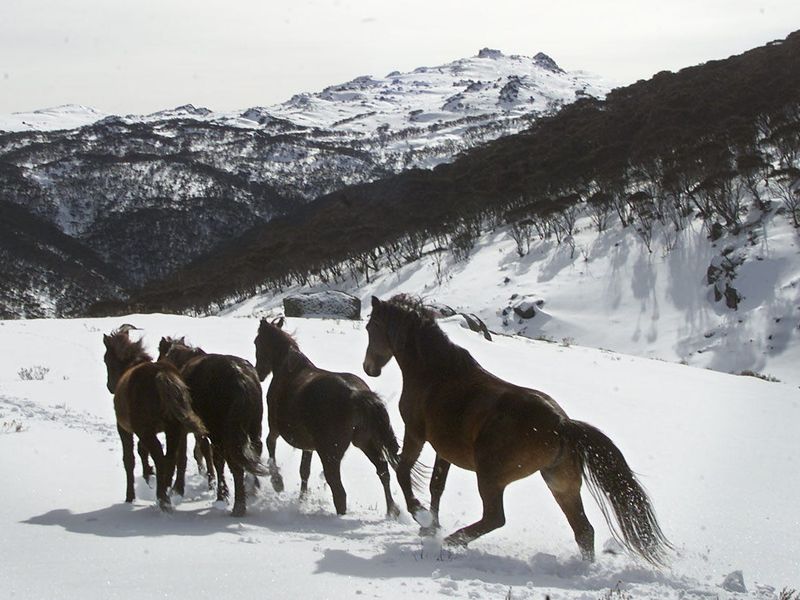 Brumbies Of The Australian Alps