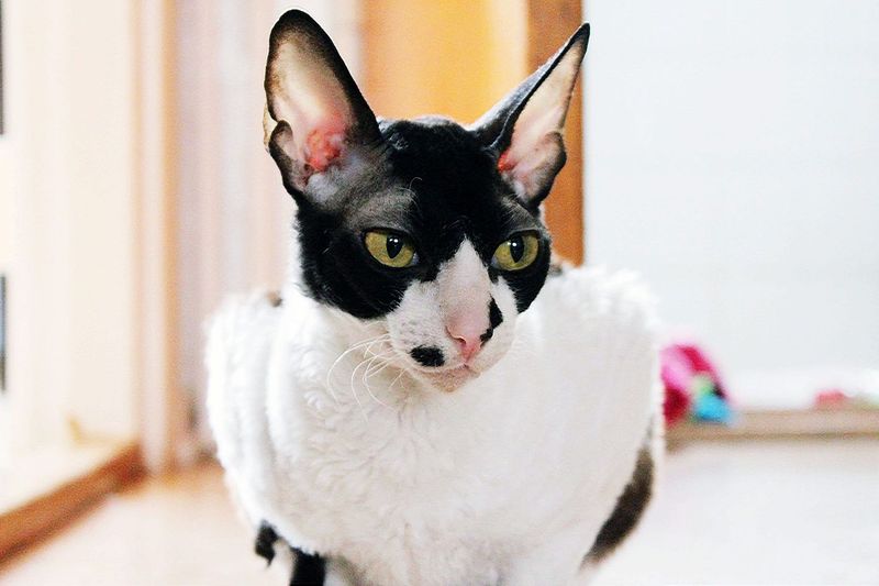 Mischievous Cornish Rex
